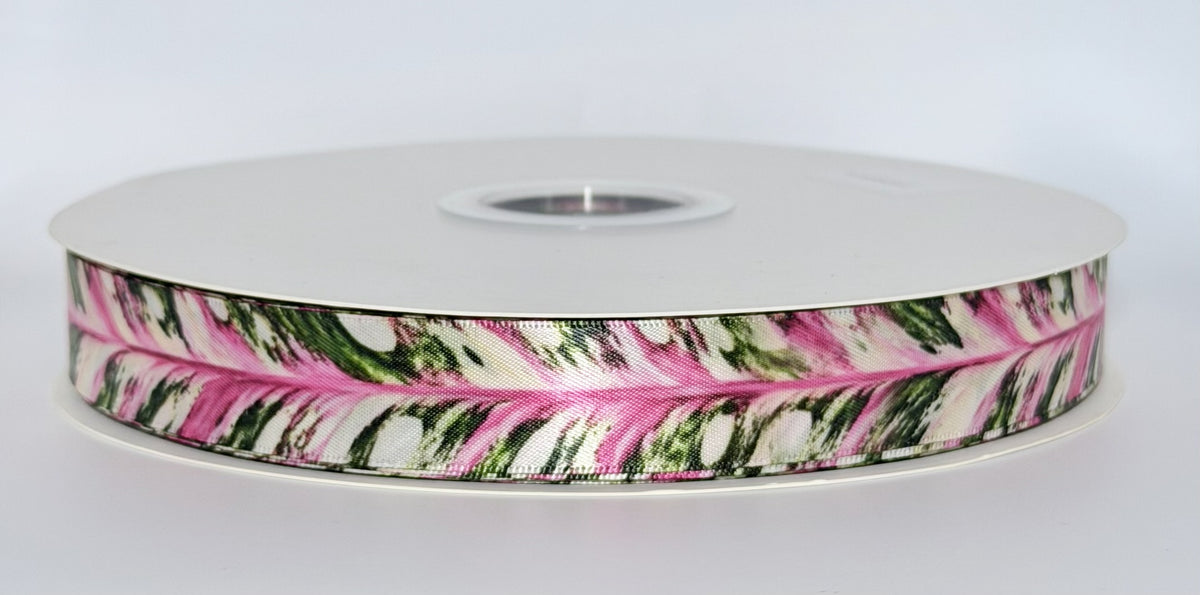 Actual Monstera Pink ribbon roll showing its pink, green and cream variegated leaf pattern