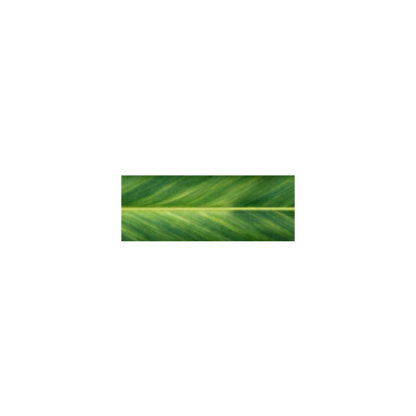 Midnight Kalo