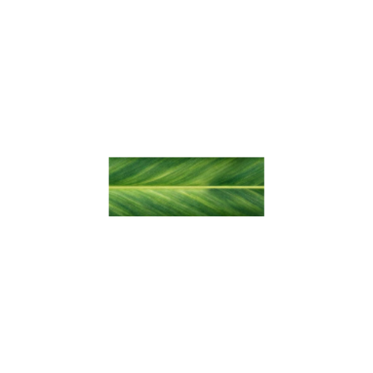 Midnight Kalo