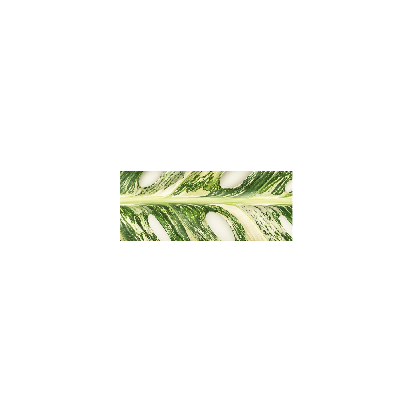 Monstera Thai Constellation Double-faced Satin Ribbon