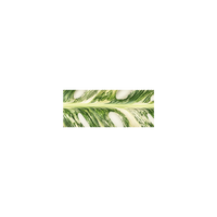 Monstera Thai Constellation Double-faced Satin Ribbon
