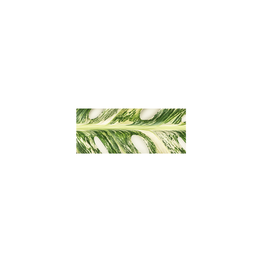 Monstera Thai Constellation Double-faced Satin Ribbon
