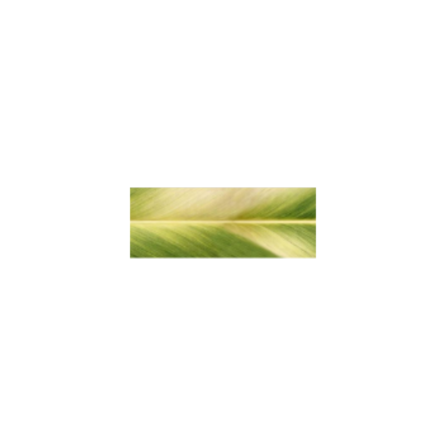 Morning Kalo Double-faced Satin Ribbon