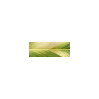 Morning Kalo Double-faced Satin Ribbon
