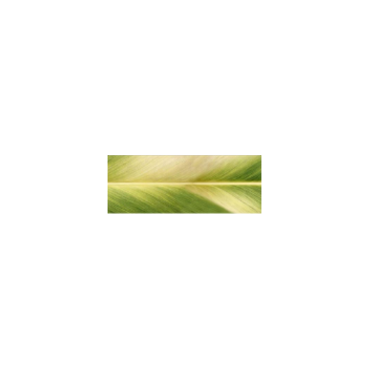 Morning Kalo Double-faced Satin Ribbon