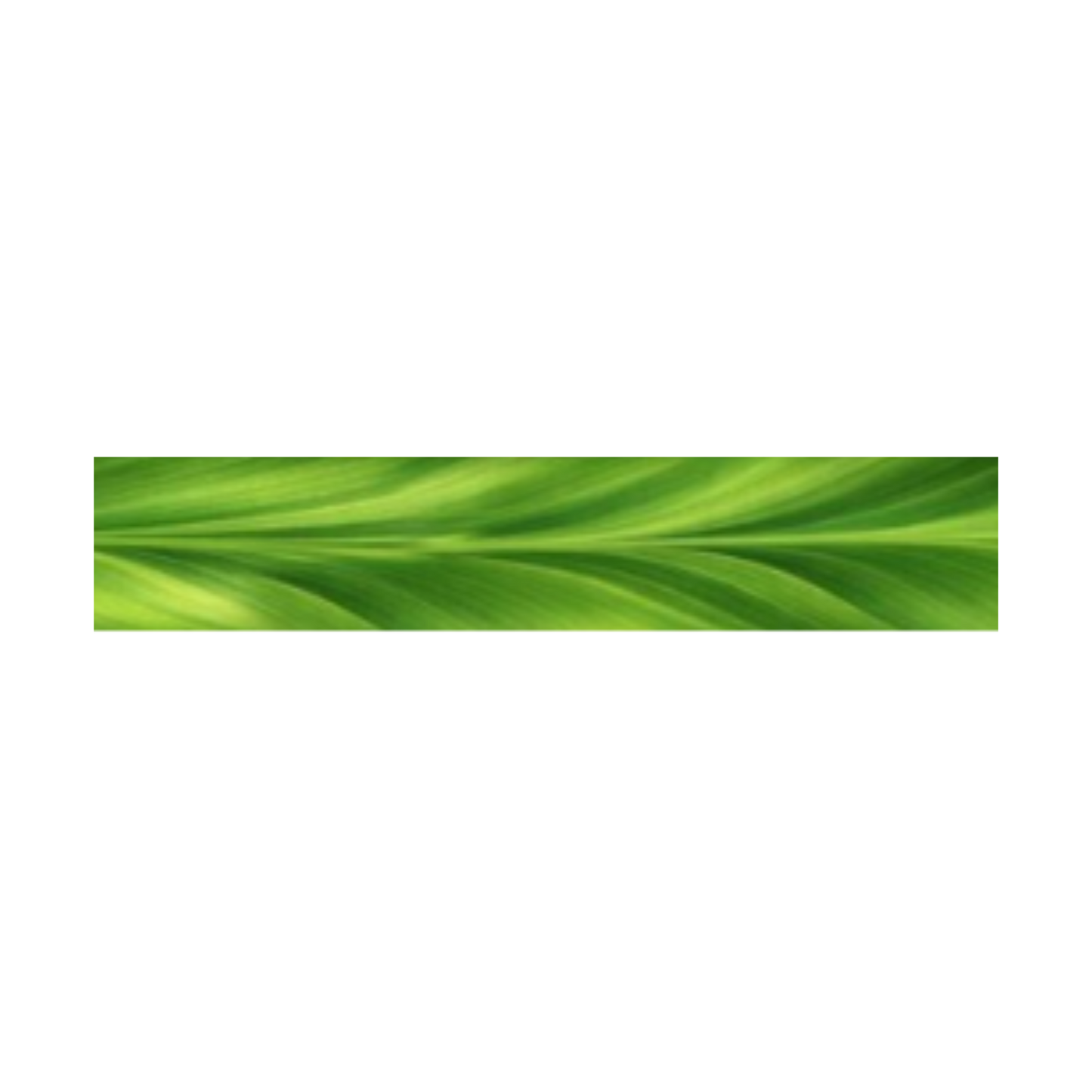 Rainforest Ti