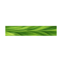 Rainforest Ti