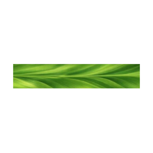 Rainforest Ti