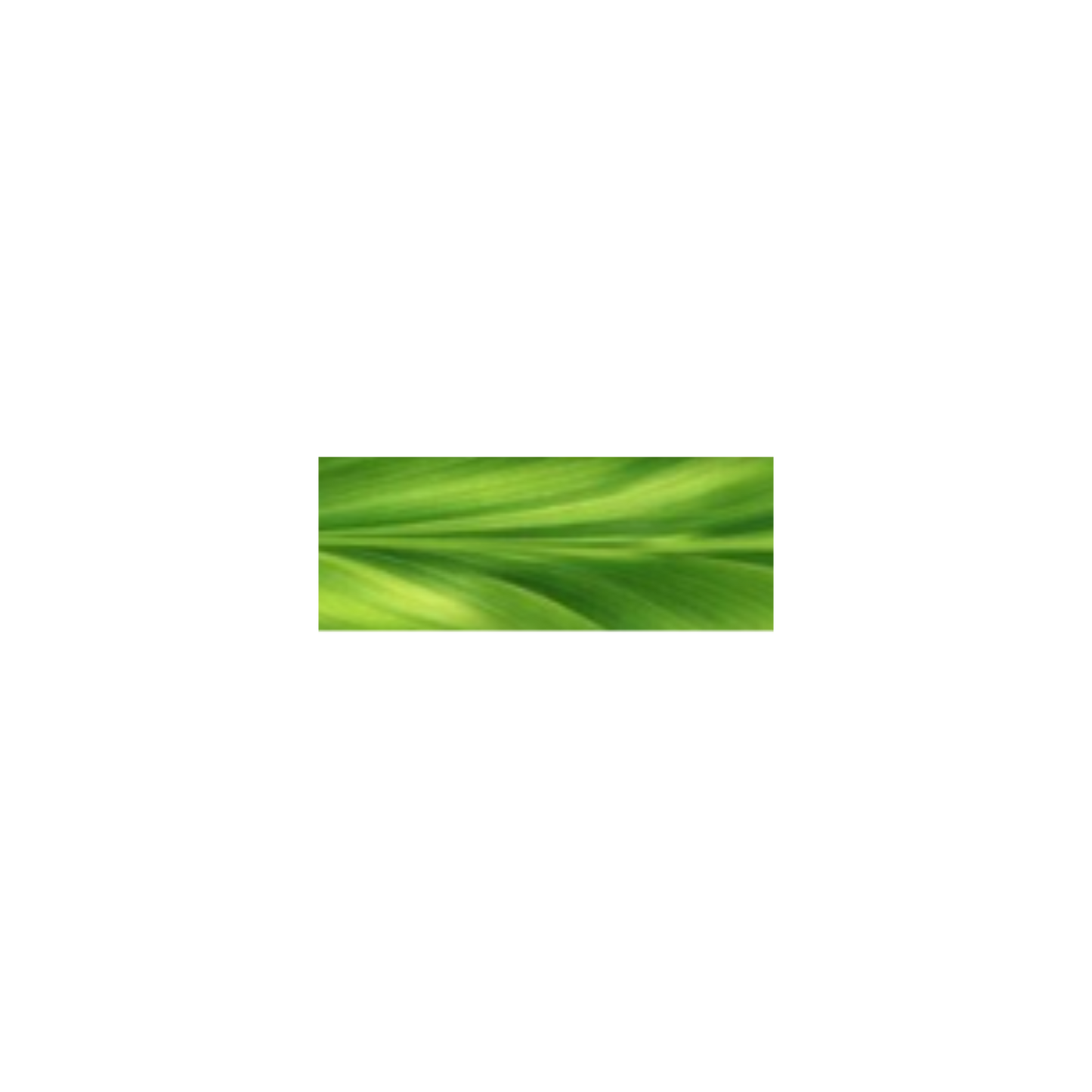 Rainforest Ti