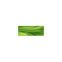 Rainforest Ti